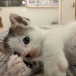 つぶらな瞳のひよこ豆君♪あずき君と一緒に行けます！