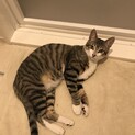 里親探してます