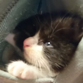 小悪魔顔のあずき君♪猫ちゃん大好き御家族決定！