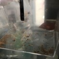 生まれたてのミッキーマウスプラティ