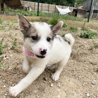 甘えん坊のチップちゃん1ヶ月半