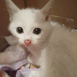 白毛の子猫です※一旦募集停止・再開の可能性あり
