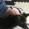 トラブルからの保護猫さんに子猫が産まれました サムネイル5
