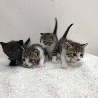 子猫を必死に守ってきました。