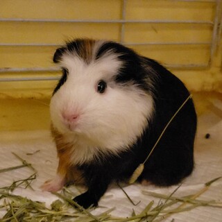 里親決定⭐保護モル　2020/1～2生♀️三葉