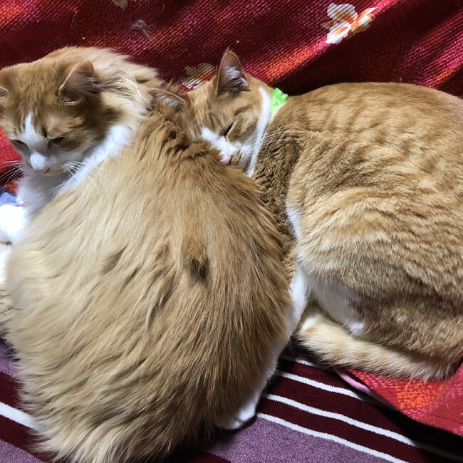 ちくわとしまのカバー写真