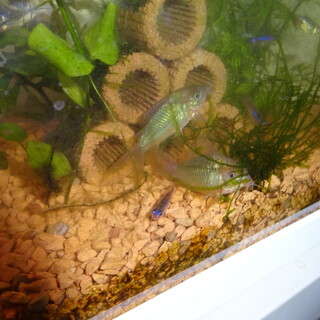 エメラルドグリーンコリドラス　３匹　