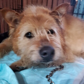 可愛いテリア系の男の子里親募集