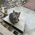 子猫の里親募集しています。