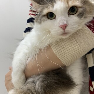 トライアルになりました！