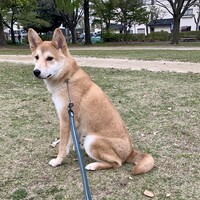 チャイ