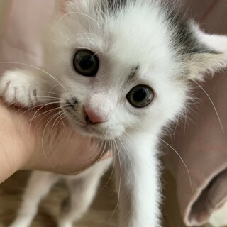 花ちゃん一時募集を停止しますm(*_ _)m