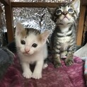 野良猫が産んだ子猫を保護しています