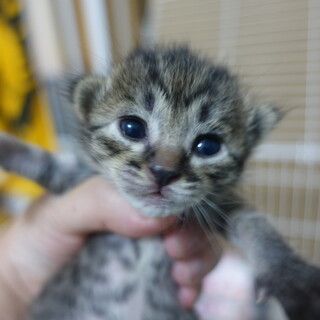 5月8日頃生まれのキジトラの女の子