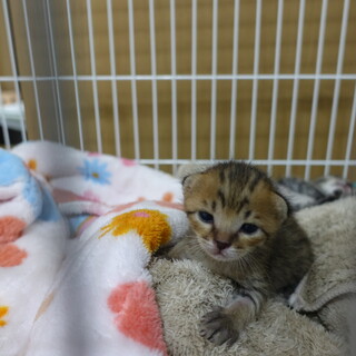 5月8日頃生まれのキジトラの男の子