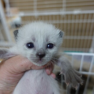 5月8日頃生まれのシャム系の女の子