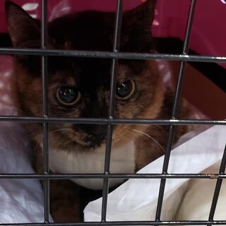 人懐っこい美人猫☆ティティ