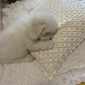 ビジョンくん 里親募集中