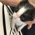 【募集一旦停止】生後1ヶ月♡可愛いココアちゃん