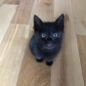 黒猫2ヶ月