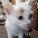 仔猫ちゃんの里親募集しています