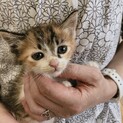 【募集一旦停止】生後1.5ヶ月♡可愛いヨックちゃん