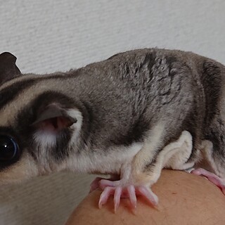 フクロモモンガ♂