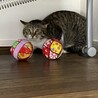 の写真