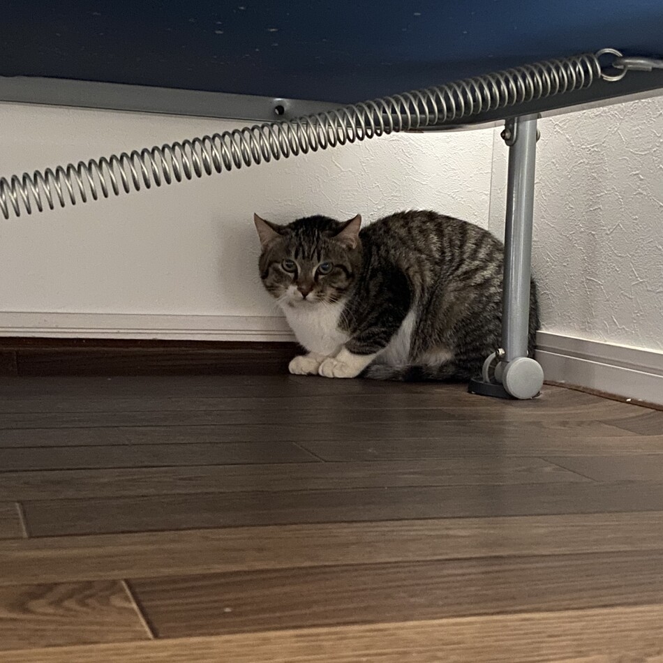 にゃん五郎のカバー写真