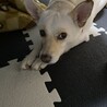 の写真