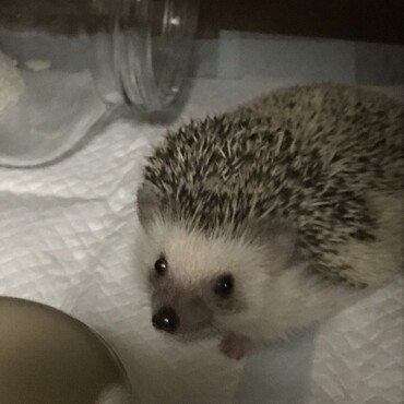 ご飯ですか？