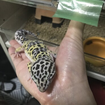 手乗りレオパ