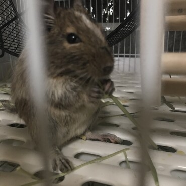 チモシーはおいしいらしい