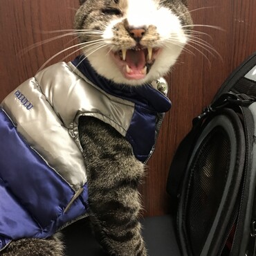 ダウンベストで病院通い。