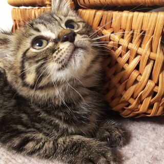 おとちゃん(募集名ふくちゃん)