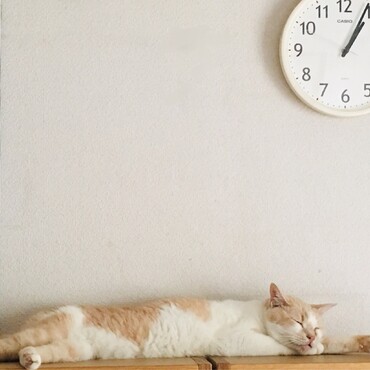 の写真