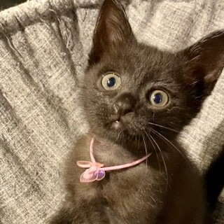 4兄妹　モネちゃん