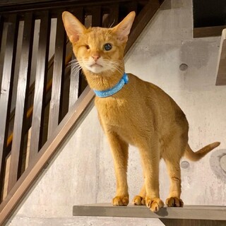 人馴れ抜群　甘えん坊のアビー君