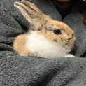 ドワーフうさぎ　女の子