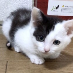 ＊子猫が中心譲渡会＊一時預かりボランティアさん募集説明会