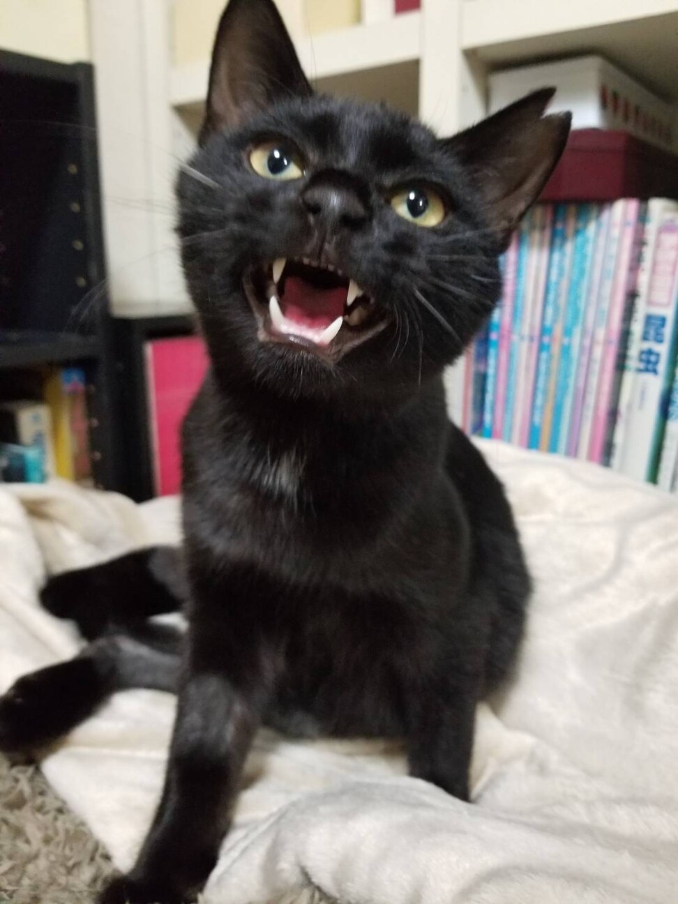 死亡しましたu2026黒猫リオ♂」神奈川県 - 猫の里親募集(311997 