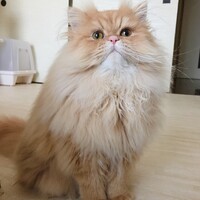 しめじ