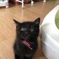ももちゃん、里親さま決定しました！