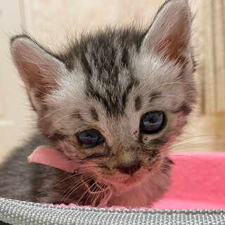 可愛い仔猫 