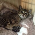 キティ、トライアル決定です