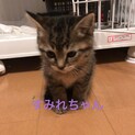 激カワのすみれちゃん、里親さま決定