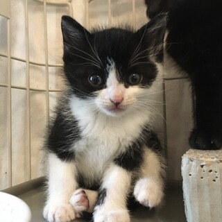 【5/31お見合い会】甘えん坊げっぺい★黒系４兄妹