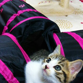 ふわふわ！可愛い 白きじの ネオちゃんです