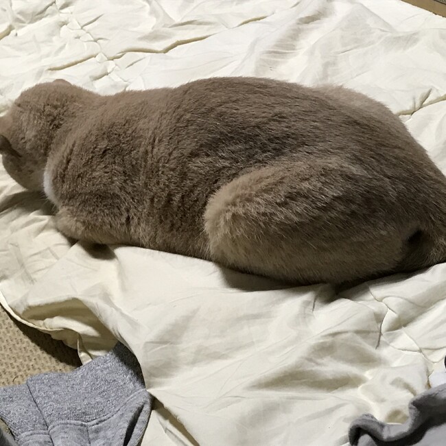 春のさかなのカバー写真