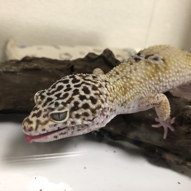 お月のカバー写真